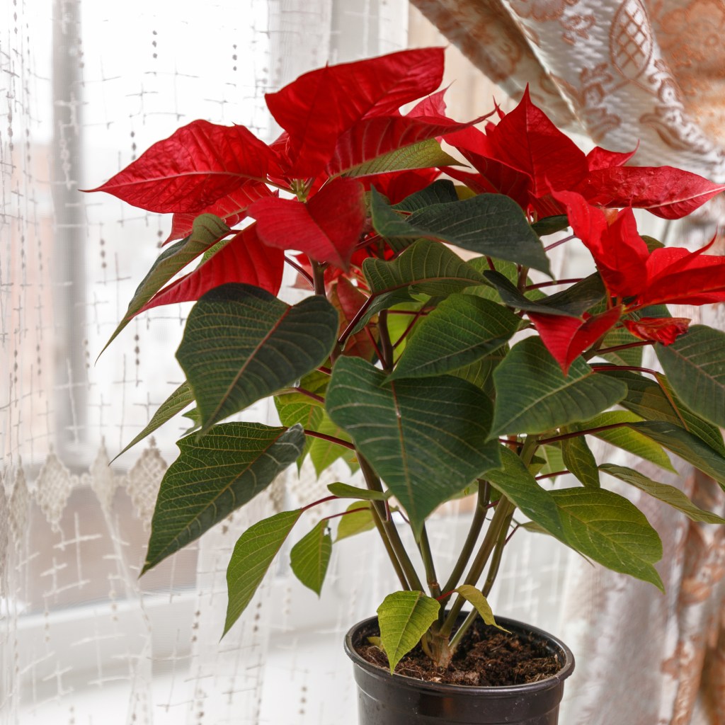 Weihnachtsstern mit roten Blättern auf einem Fensterbrett.