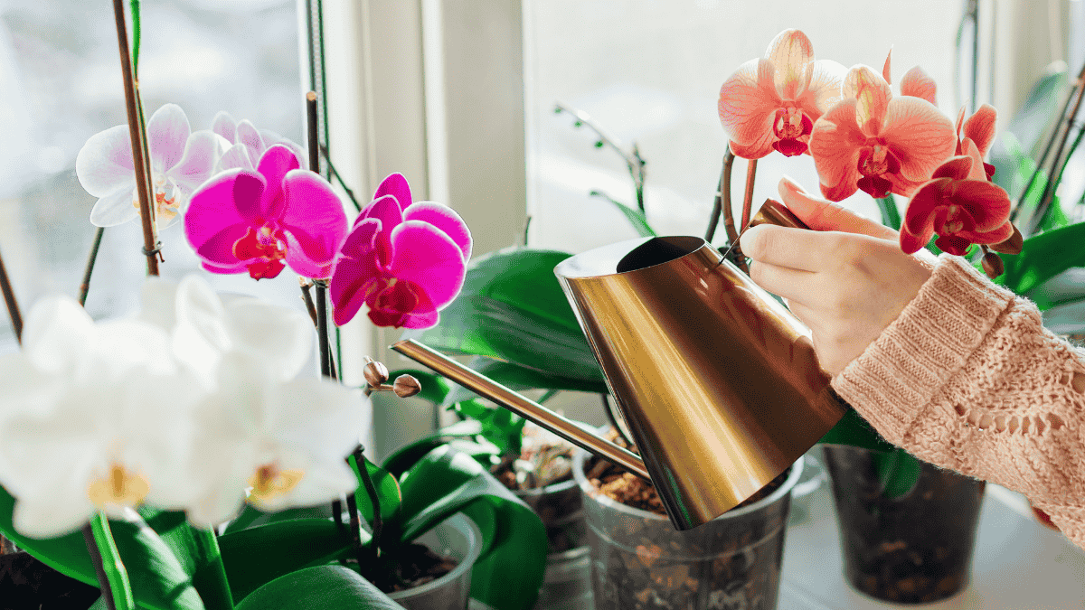 Orchideen Pflege, wässern mit Gießkanne
