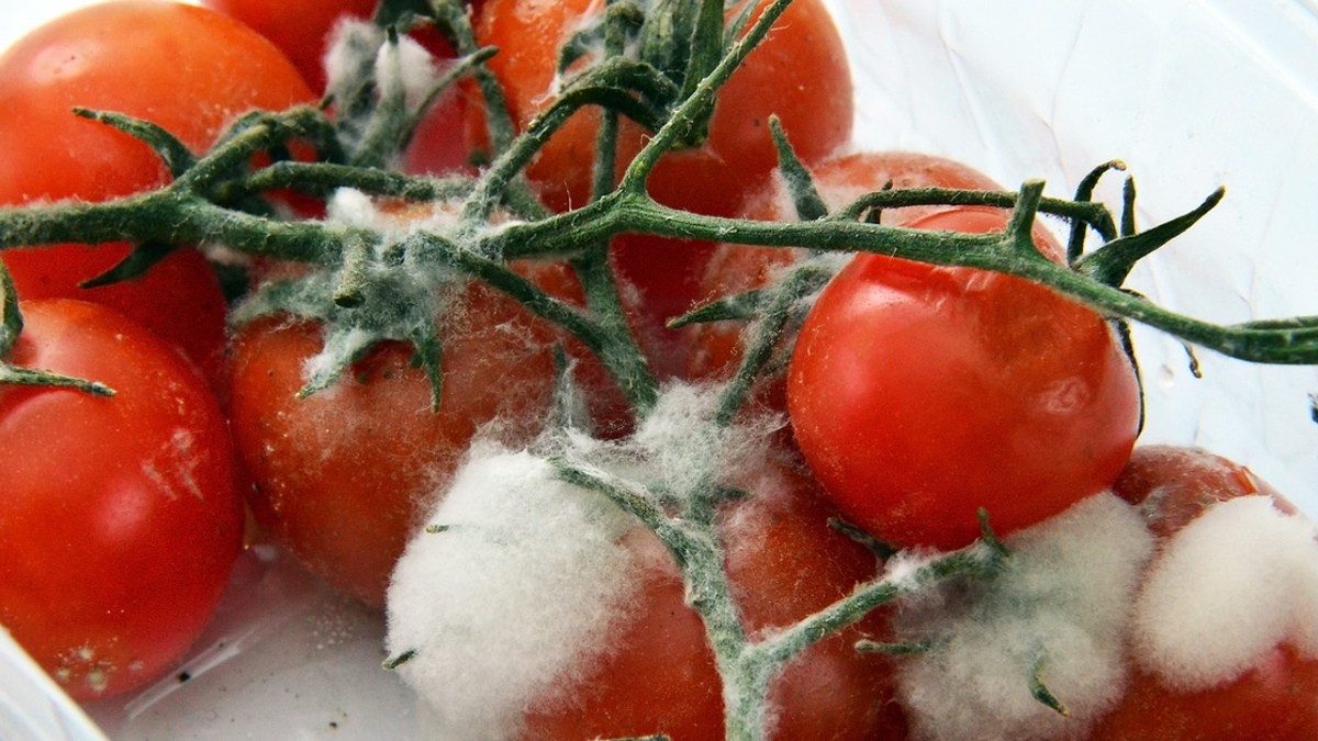 Kleine Tomaten mit einer Schicht weißen Schimmels darauf.