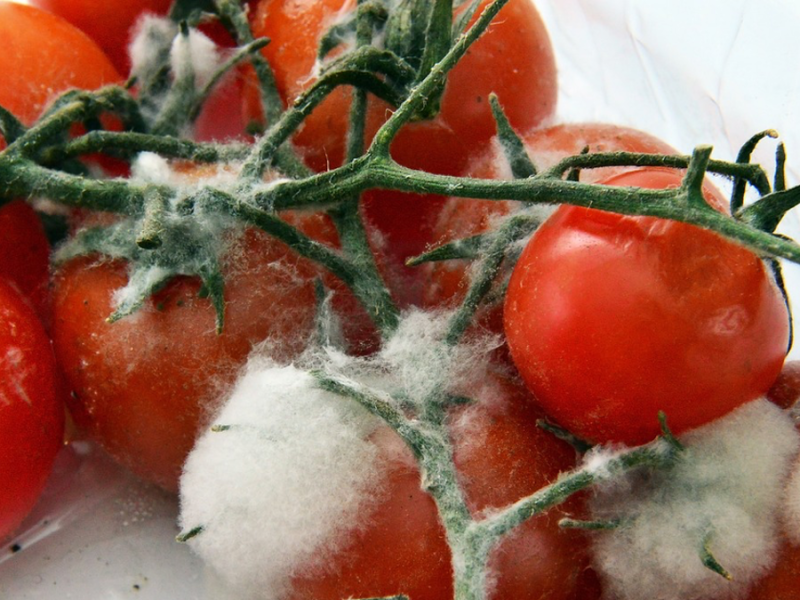 Kleine Tomaten mit einer Schicht weißen Schimmels darauf.