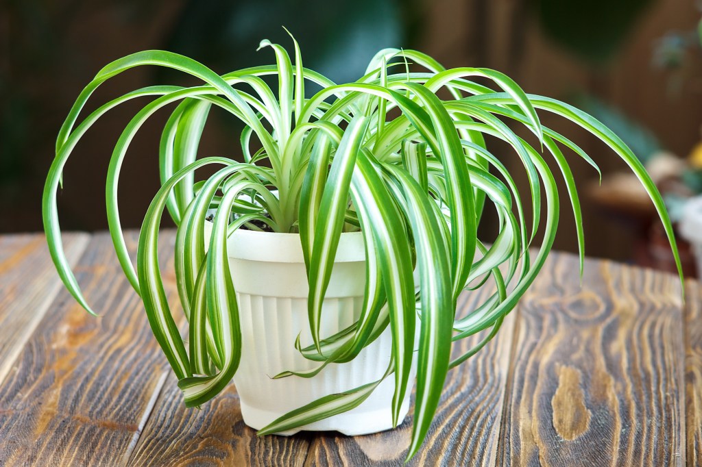 Grünlilie pflegen: Das musst du beachten, damit die Zimmerpflanze keine braunen Spitzen bekommt.