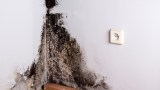 Pflanzen gegen Schimmel, schimmlige Wandecke