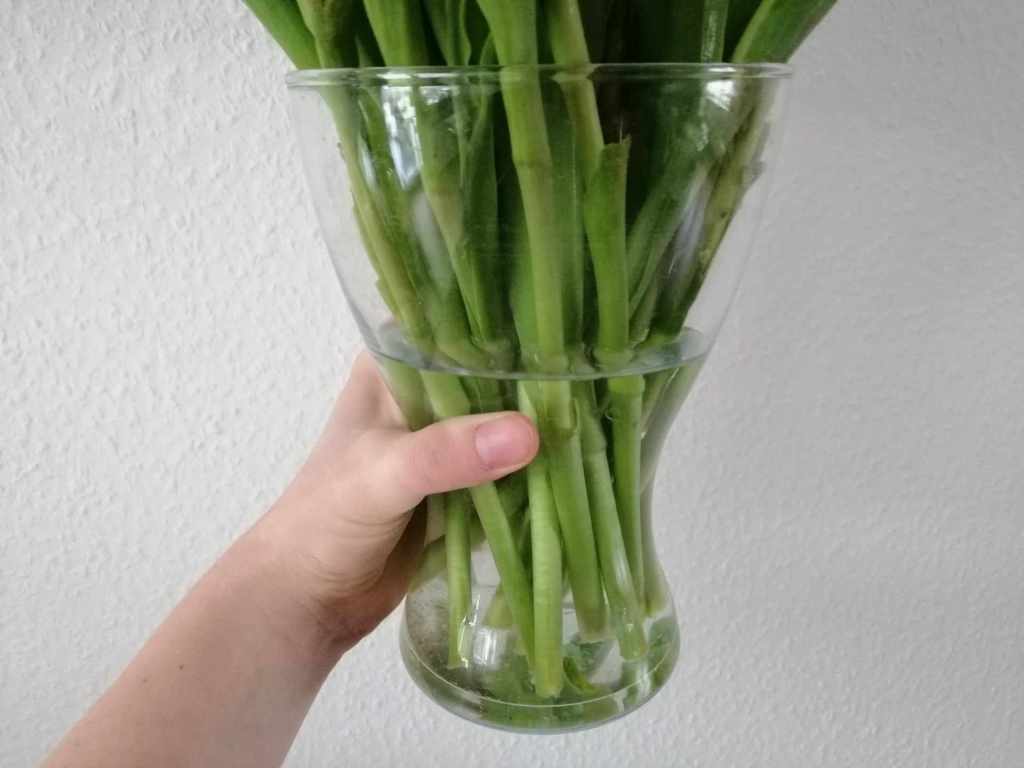 Tulpen in einer Vase mit Wasser.