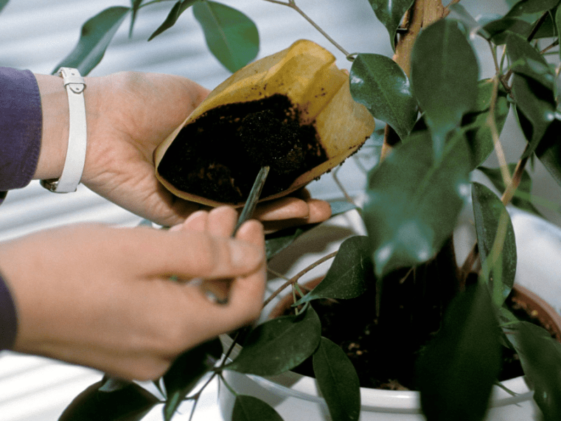 Kaffeesatz mit Pflanze