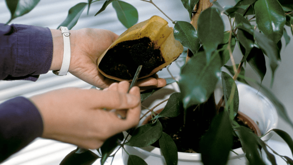 Kaffeesatz mit Pflanze