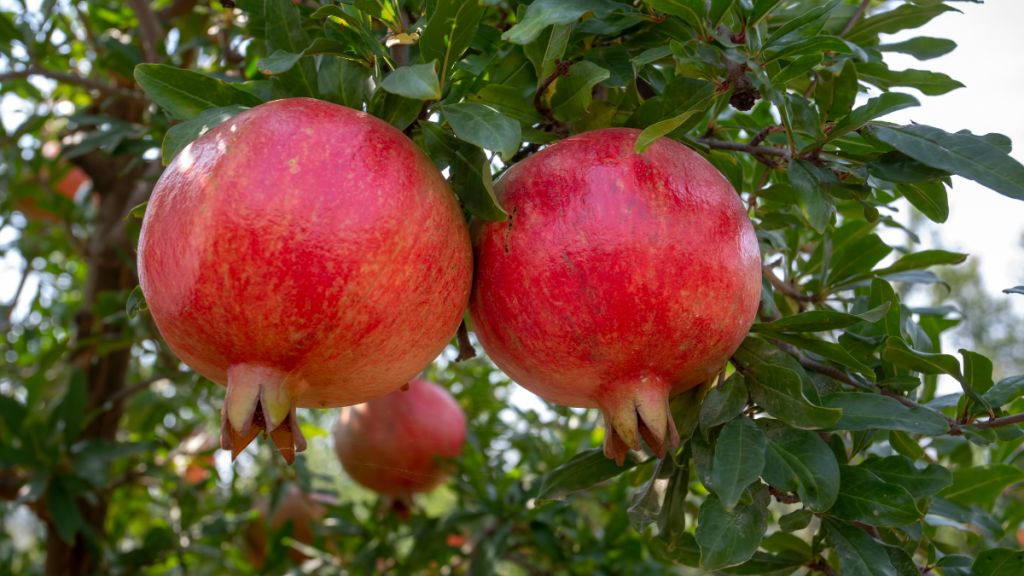 Granatapfelbaum im Garten anpflanzen: So geht’s