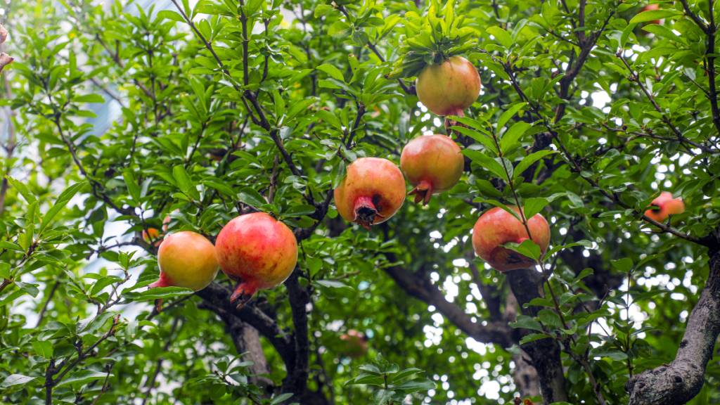 Granatapfel im Garten pflanzen So einfach geht’s Genialetricks