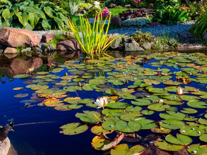 Ein Gartenteich mit Seerosen und einer Taube, die am Rand sitzt.