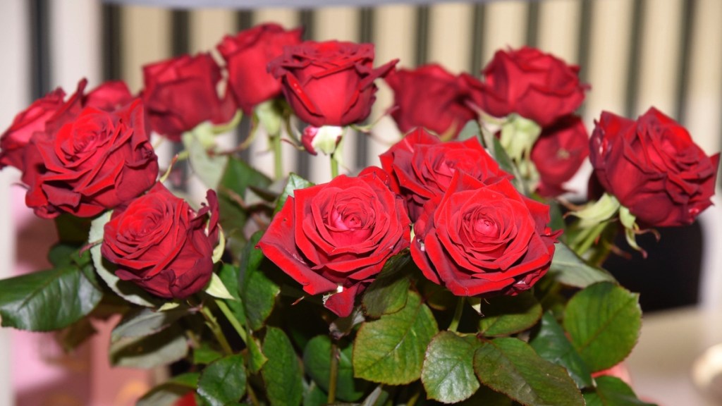 Valentinstag: Das bedeutet die Anzahl der Rosen im Strauß.