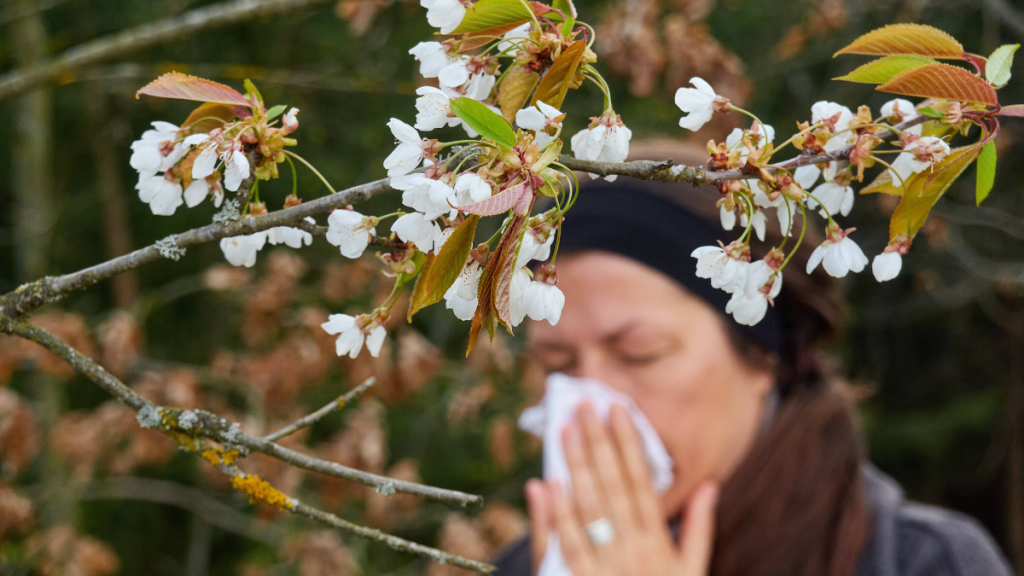 Frau niest hinter Kirschblüten