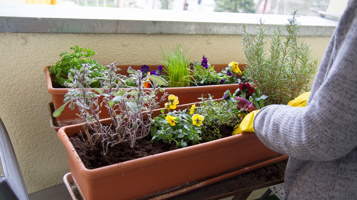Balkonpflanzen werden angepflanzt
