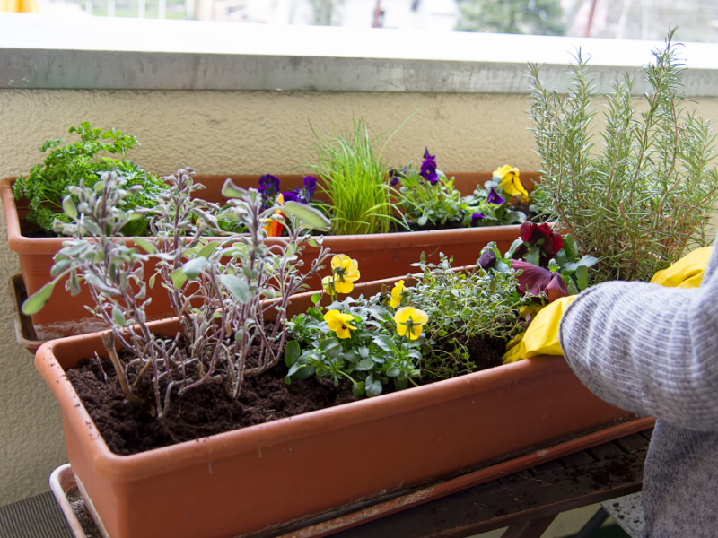 Balkonpflanzen werden angepflanzt