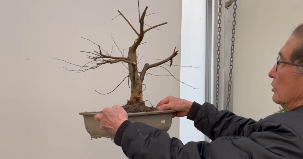 Mann hält Bonsai