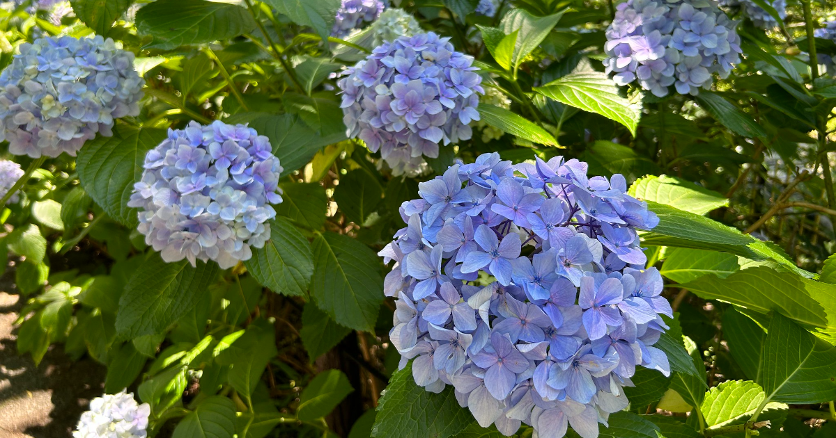 Hortensien Mit diesem Dünger bleiben sie blau Genialetricks