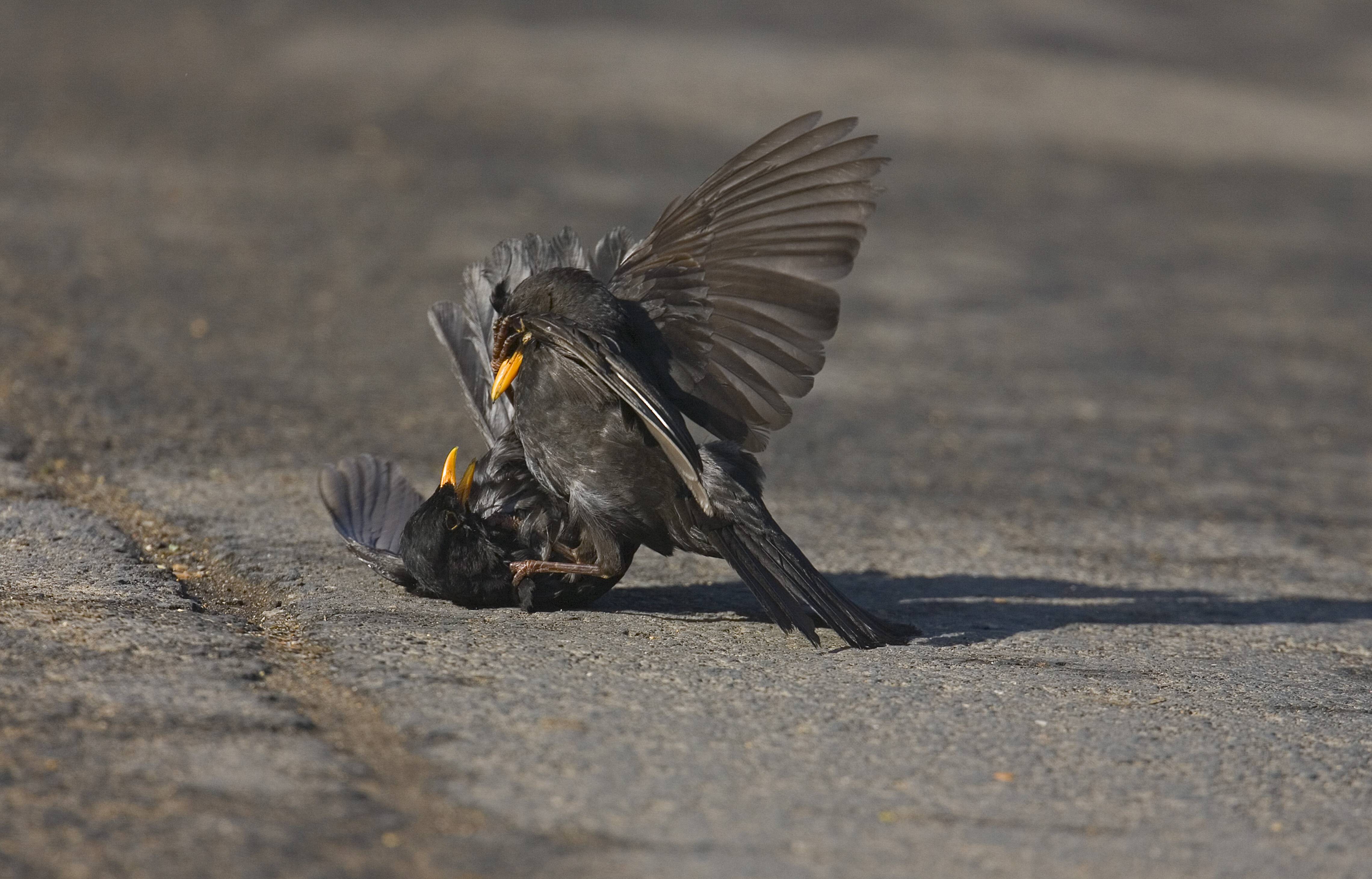 VogelPhänomen Deswegen sind Amseln gerade so aggressiv Genialetricks