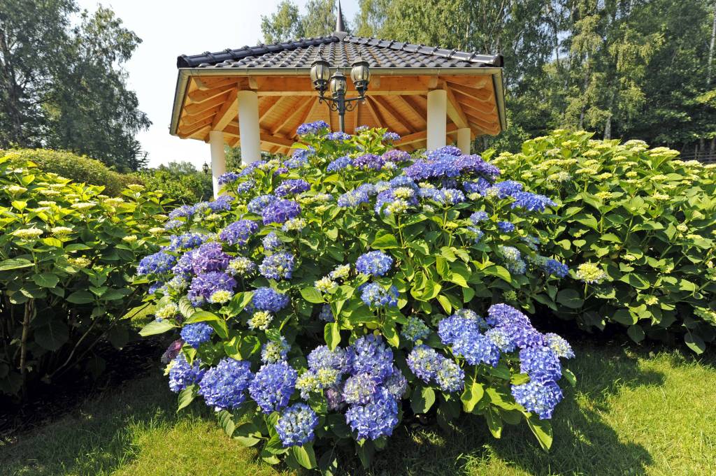 Reich bluehende Hortensie, auch Gartenhortensie, mit blauer Bluetenfarbe im Staudengarten, dahinter Gartenpavillon Hortensien-