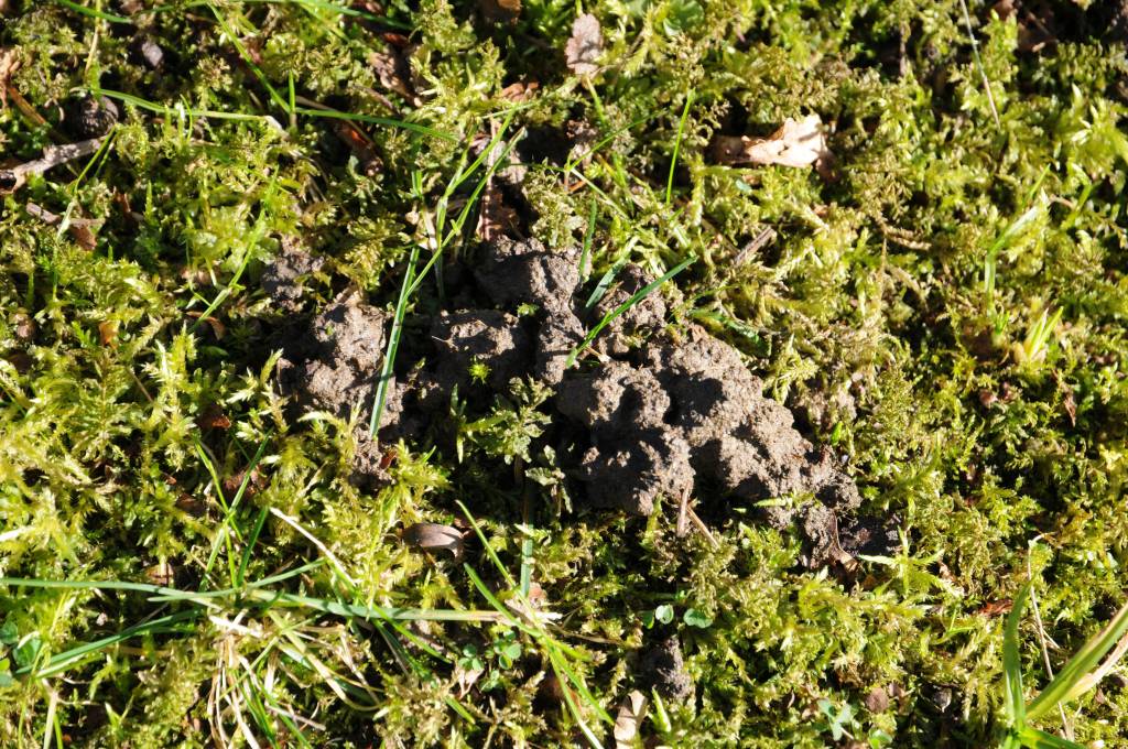 Warum du Regenwurmhaufen im Garten entfernen solltest.