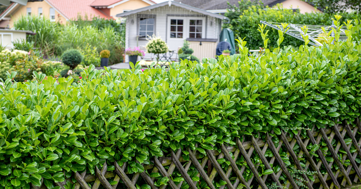 Cherry laurel: Could also be banned in German gardens