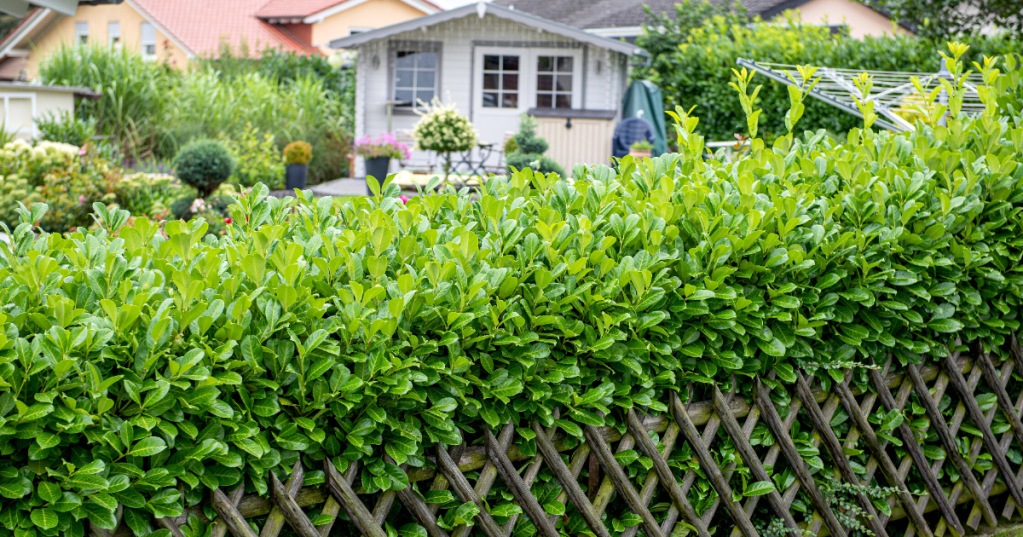 Kirschlorbeerhecke im Garten vor einem Haus.