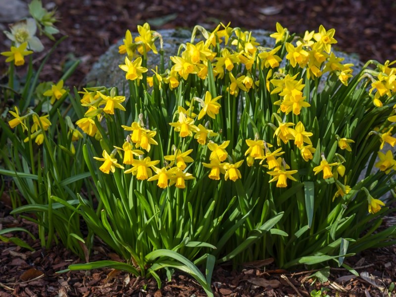 Blühende Narzissen im Garten.