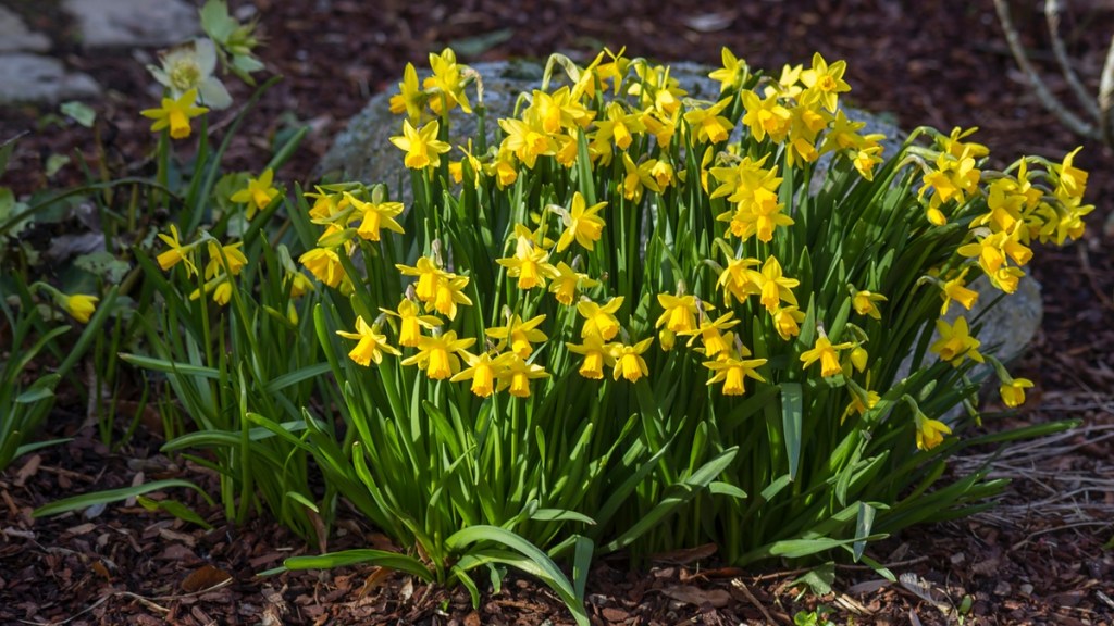 3 mögliche Ursachen, wenn deine Narzissen im Garten nicht blühen