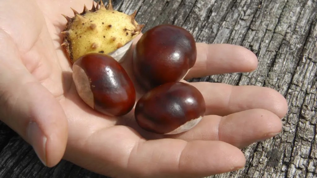 Rosskastanien auf einer Hand.