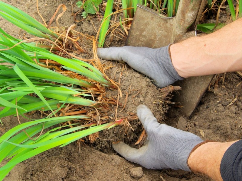 Gartenarbeit: Vermeide diese 3 Fehler, wenn du Stauden teilst
