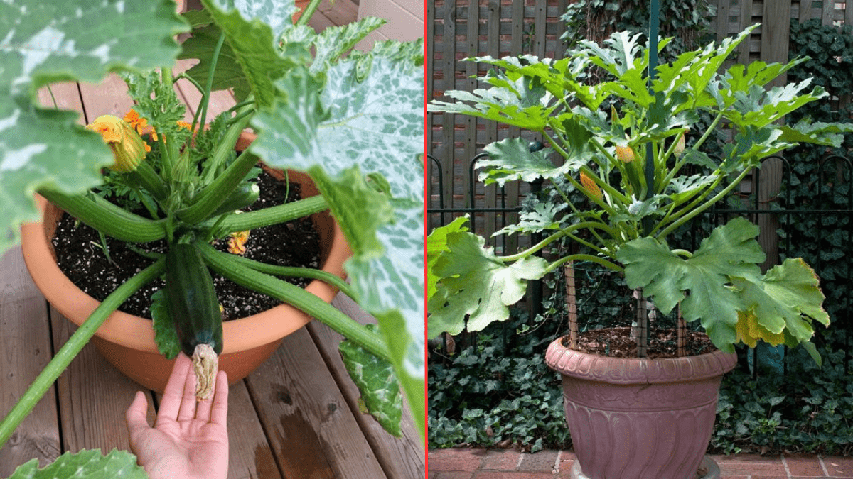 Zucchini im Topf anbauen So geht es Genialetricks