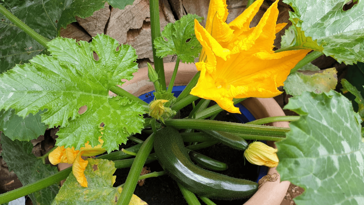 Eine Zucchini-Pflanze im Topf mit einer reifen Zucchini und einer gelben Blüte.