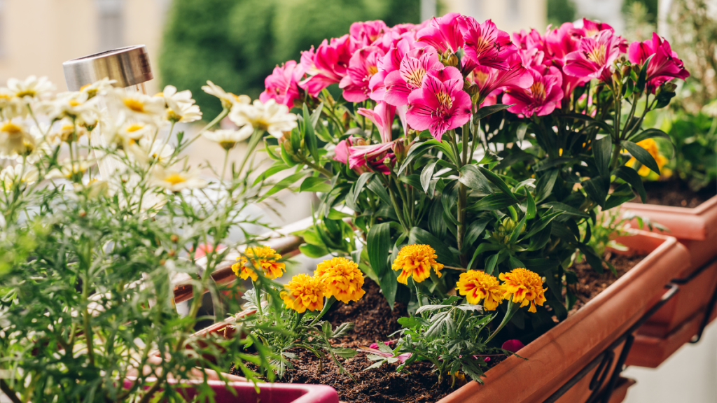 Balkon bepflanzen: 6 pflegeleichte Pflanzen für Anfänger