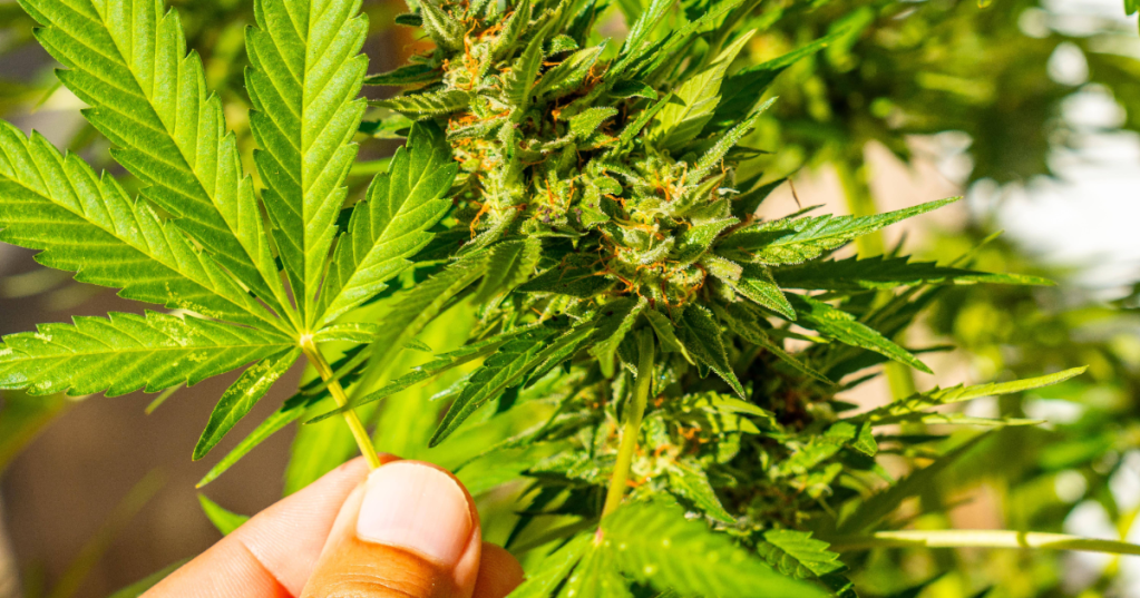 Hand hält Cannabis-Blatt – auf dem Balkon angebautes Cannabis