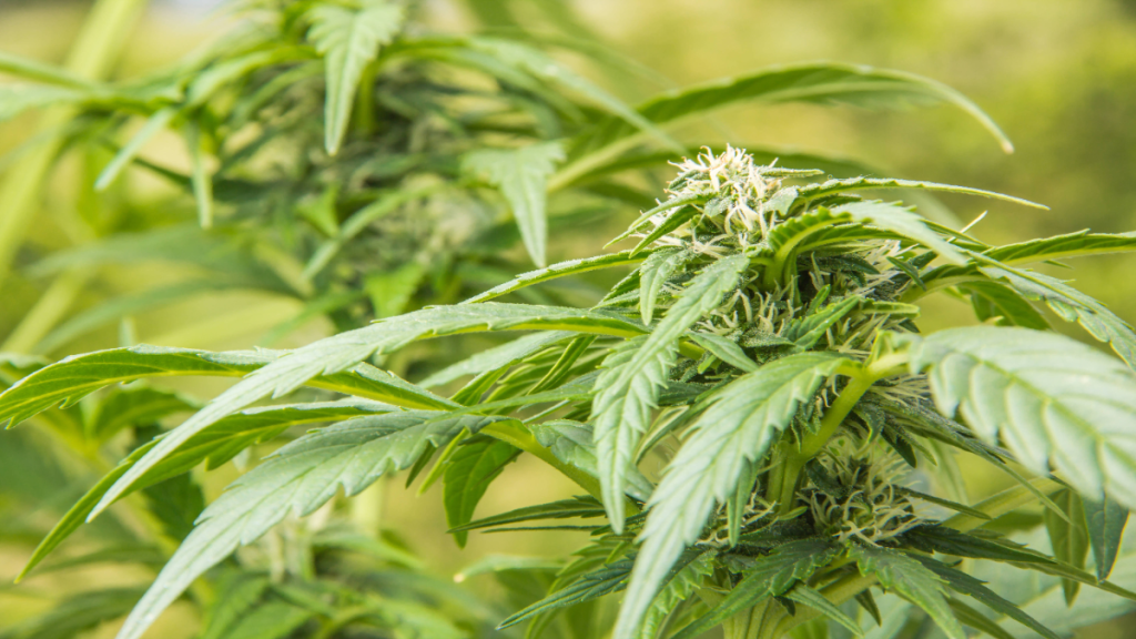 Cannabispflanze in der Nahaufnahme