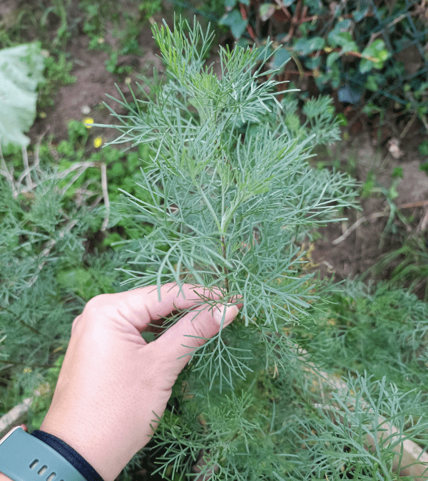 Ein Zweig des Colakrautes im Garten.