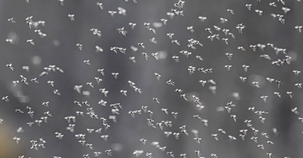 viele Mücken fliegen in der Luft