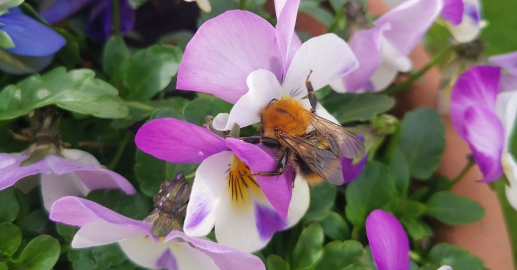 Hummel sitzt auf Hornveilchen