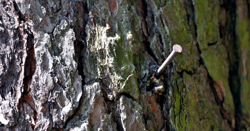 Kann ein Kupfernagel einen ganzen Baum töten?