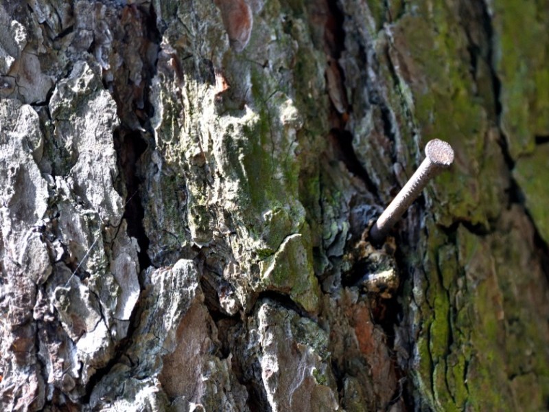 Wahr oder falsch: Können Kupfernägel Bäume killen?