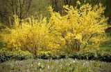 Zwei gelb blühende Forsythien stehen in freier Natur.