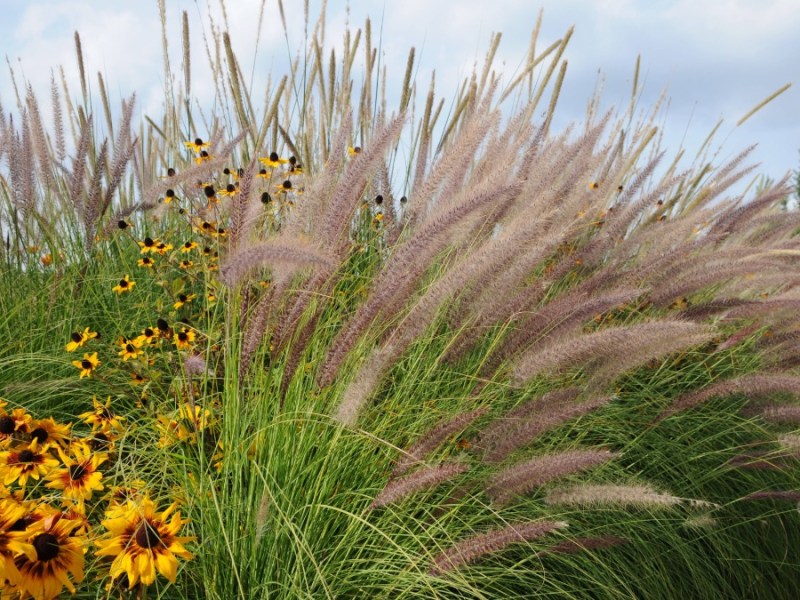 Warum du bei der Gartengestaltung auf diese 5 Ziergräser setzen solltest