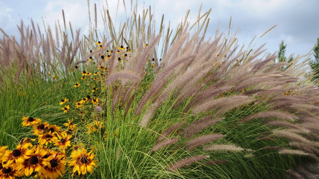 Warum du bei der Gartengestaltung auf diese 5 Ziergräser setzen solltest