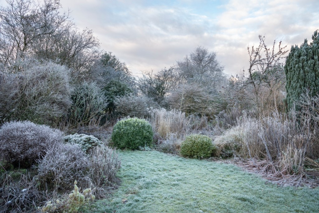 Garten mit gefrorenen Sträuchern