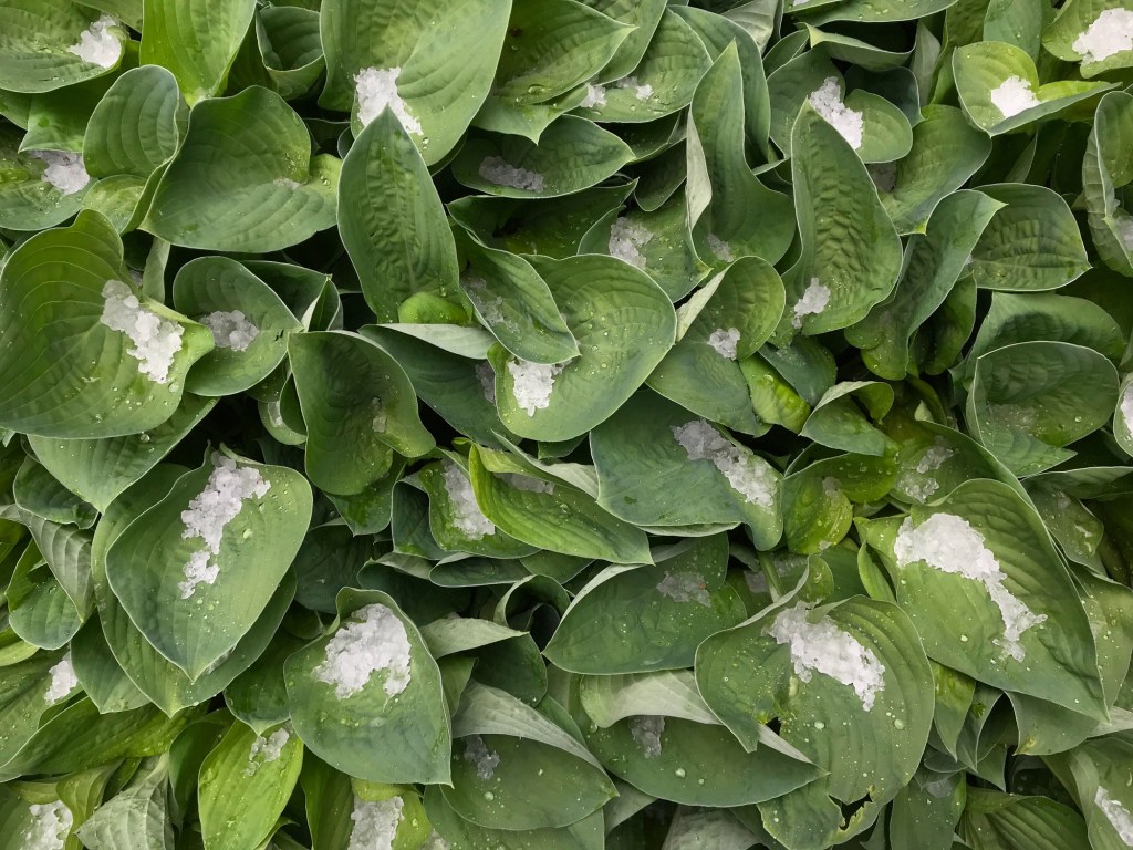 Eine von Hagel betroffene Funkie