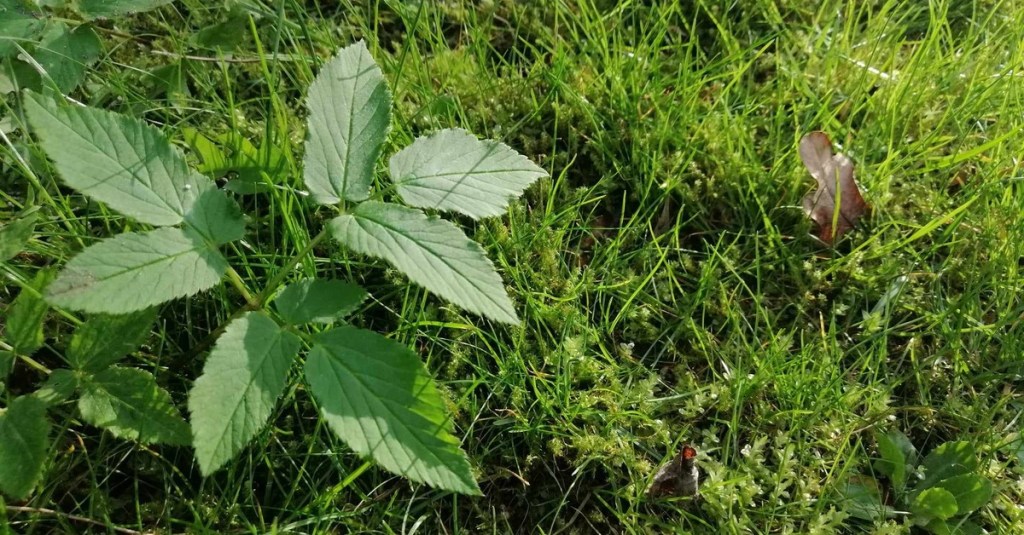 Giersch im Garten: DAS kannst du dagegen tun