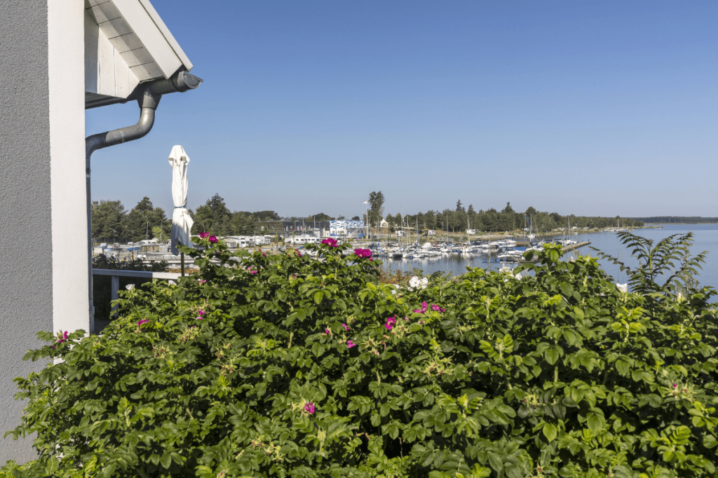 Heckenrose vor Wasser