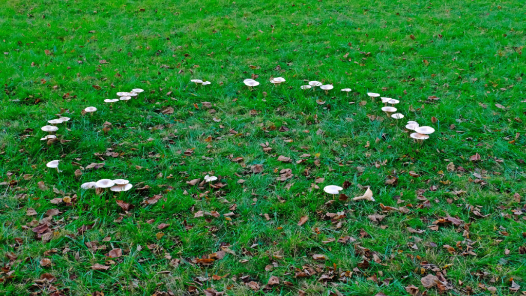 Hexenringe: Was hilft gegen die mysteriösen Pilzkreise im Rasen?