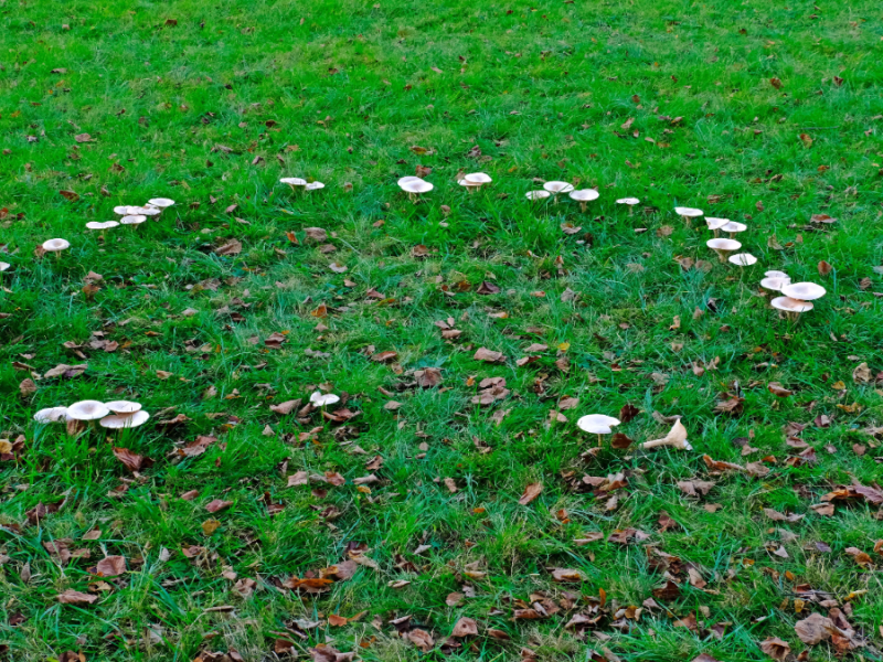 Hexenringe: Was hilft gegen die mysteriösen Pilzkreise im Rasen?