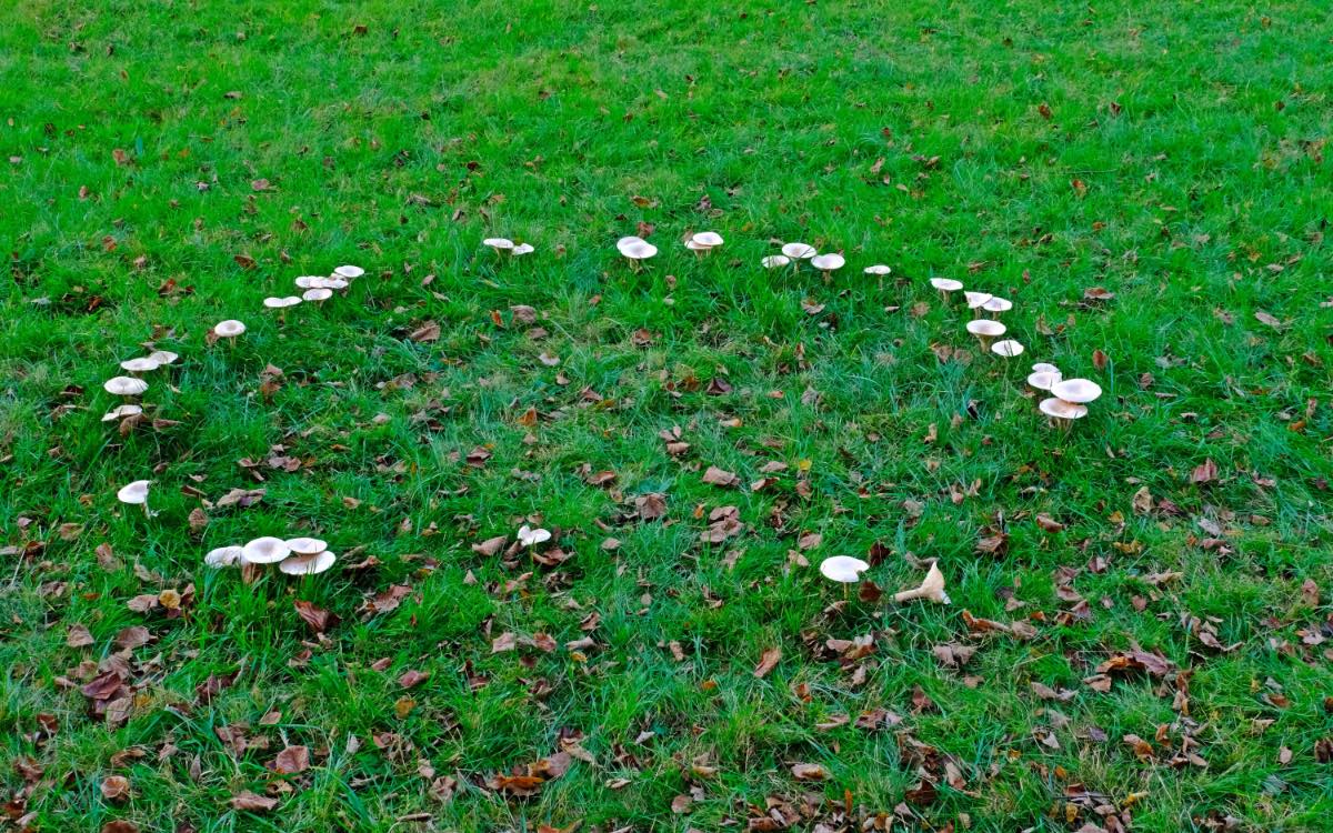 Ein Kreis aus Pilzen, ein sogenannter Hexenkreis, in einem Rasen.