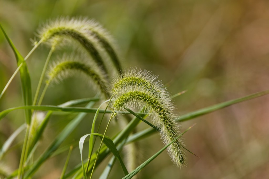Borstenhirse wächst in einem Garten.