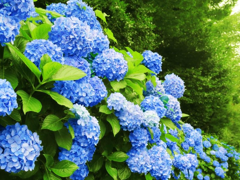 Blaue Hortensien wachsen in einem Gebüsch eines Gartens.