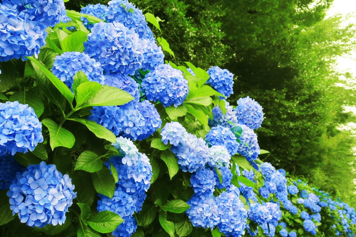 Blaue Hortensien wachsen in einem Gebüsch eines Gartens.